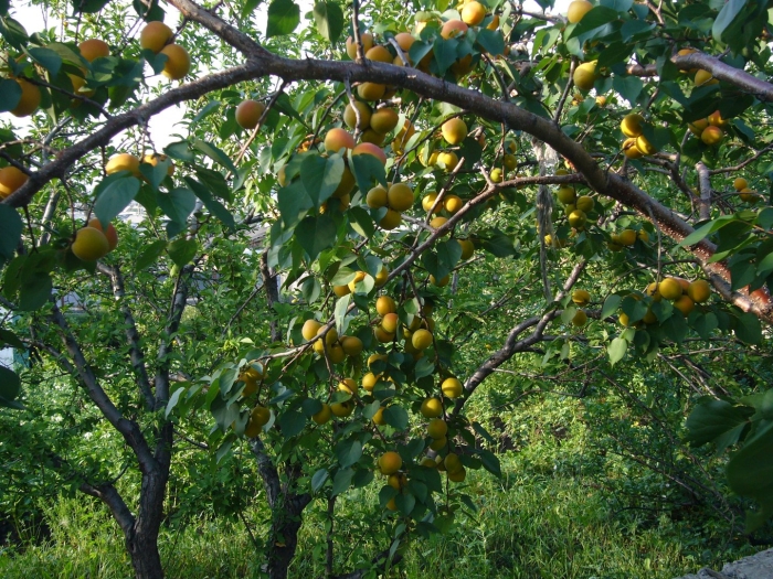 Абрикос дерево