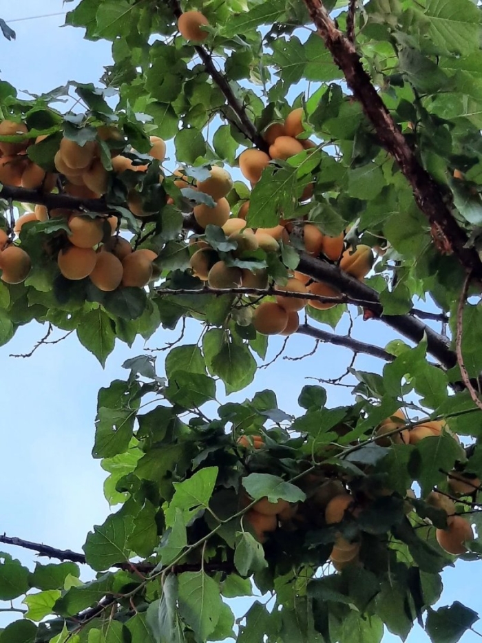 Урюковое дерево