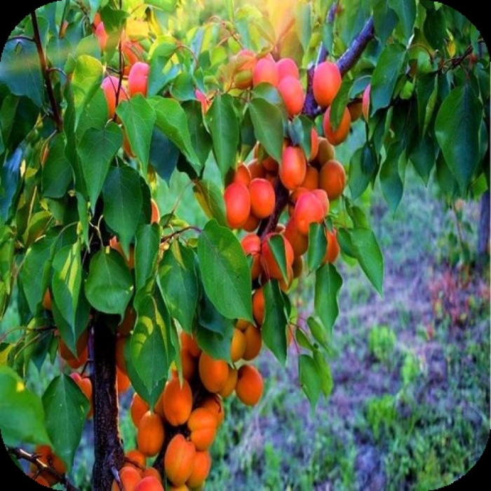 Абрикос снегирек