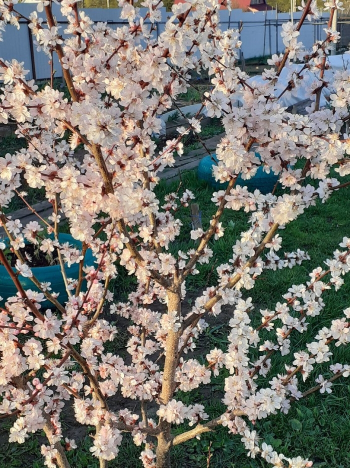 Цветущий абрикос дерево