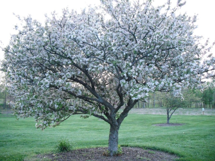 Абрикос обыкновенный дерево