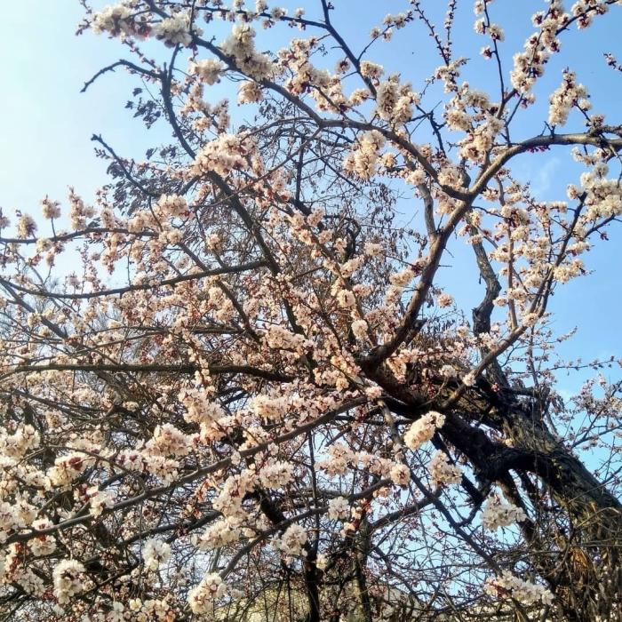 Цветение абрикоса