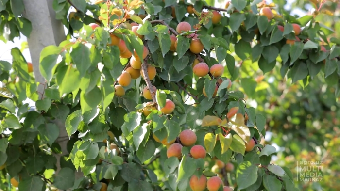 Посадка абрикоса