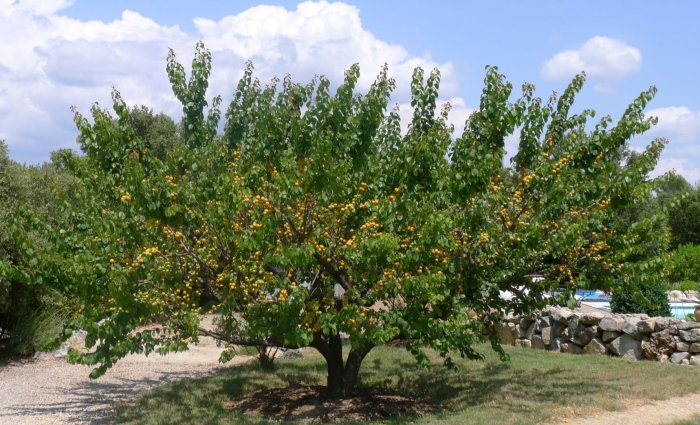 Абрикос лель дерево