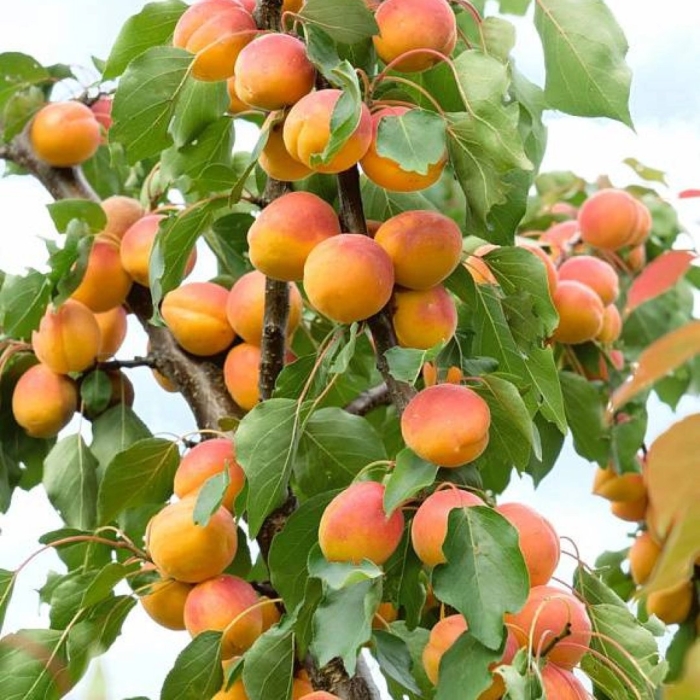 Абрикос кичигинский дерево