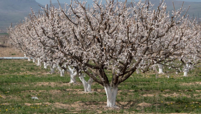 Дерево абрикос