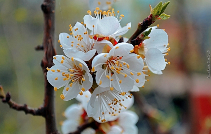 Цветение абрикоса