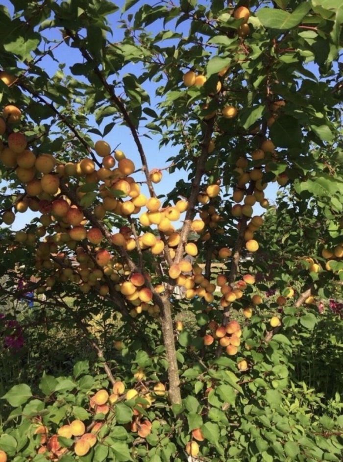 Абрикос мелитопольский поздний