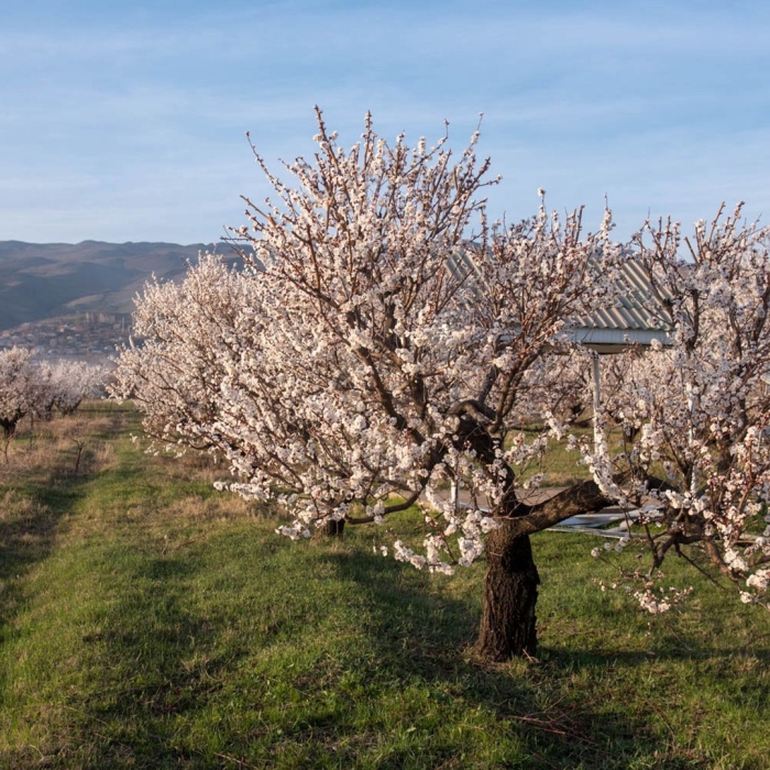 Цветущий абрикосовый сад армения