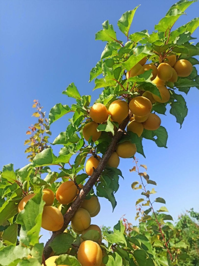 Абрикос сорт шалах