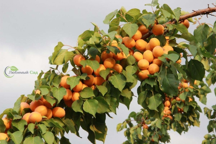 Абрикос хабаровский дерево