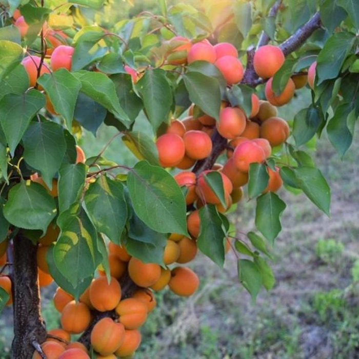 Колоновидная абрикоса