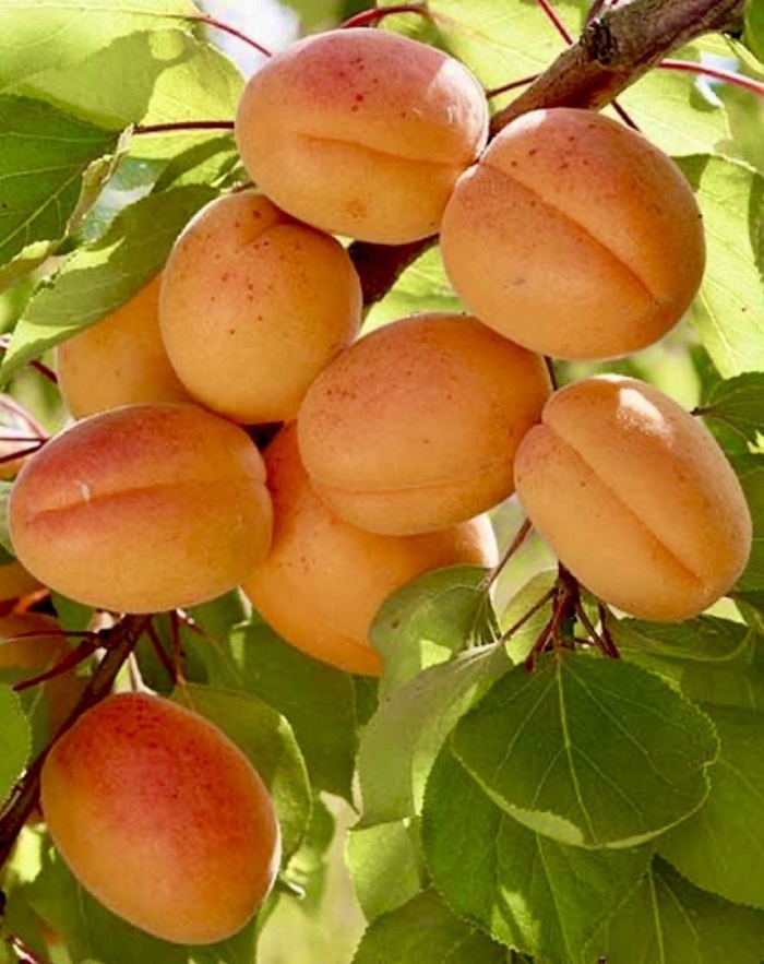Абрикос патио априголд