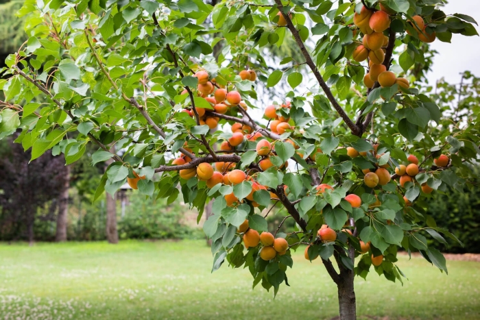 Apricot tree