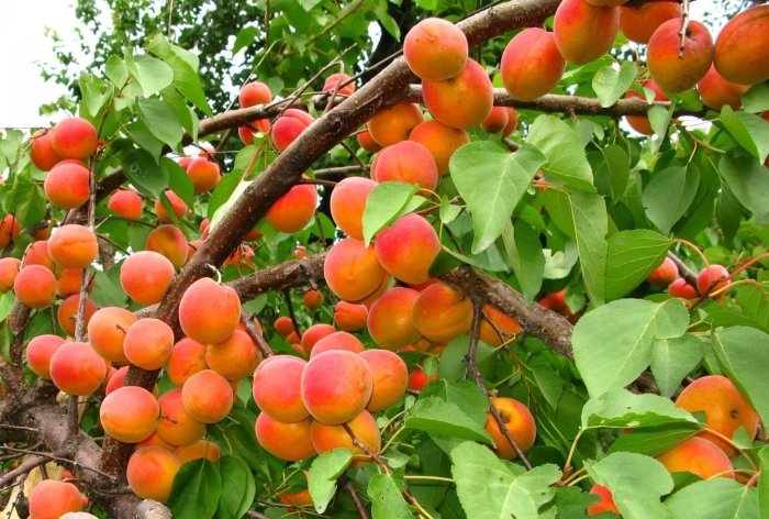 Абрикос харгранд