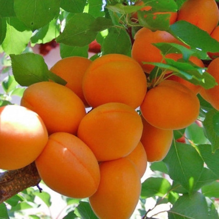 Абрикос обыкновенный