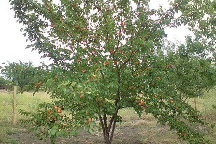 Абрикос лель дерево