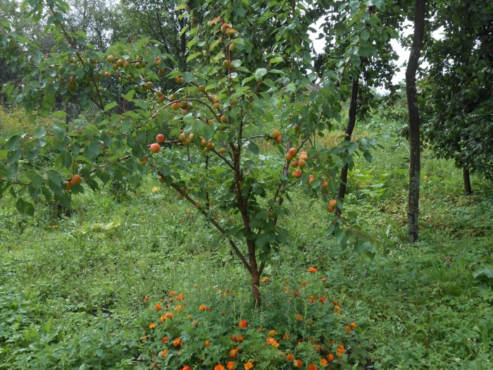 Абрикос триумф северный