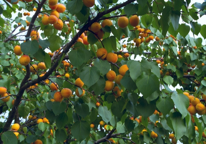 Дерево абрикос