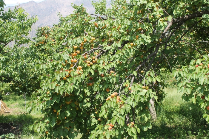 Дикий абрикос жердель