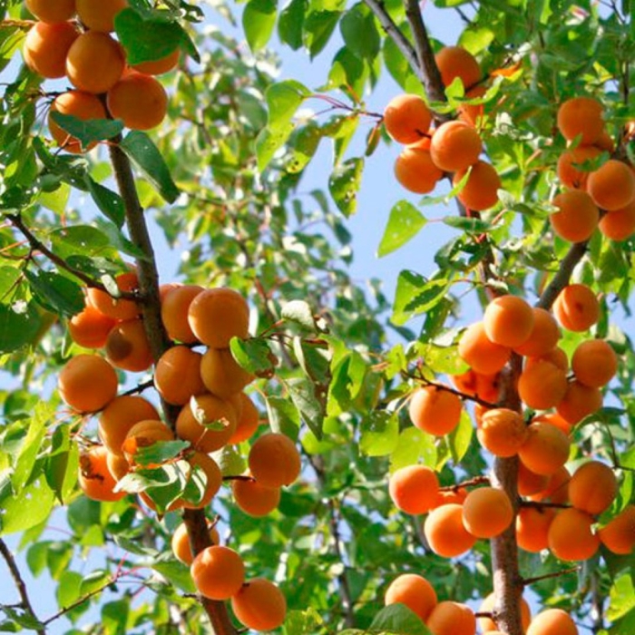 Абрикос ранний марусича