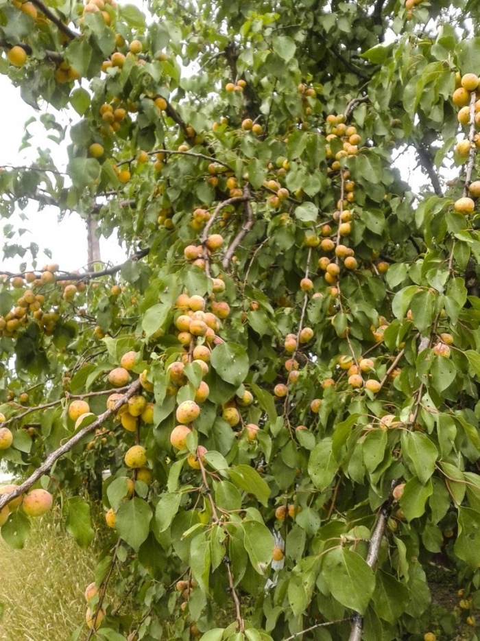 Абрикос шалах дерево