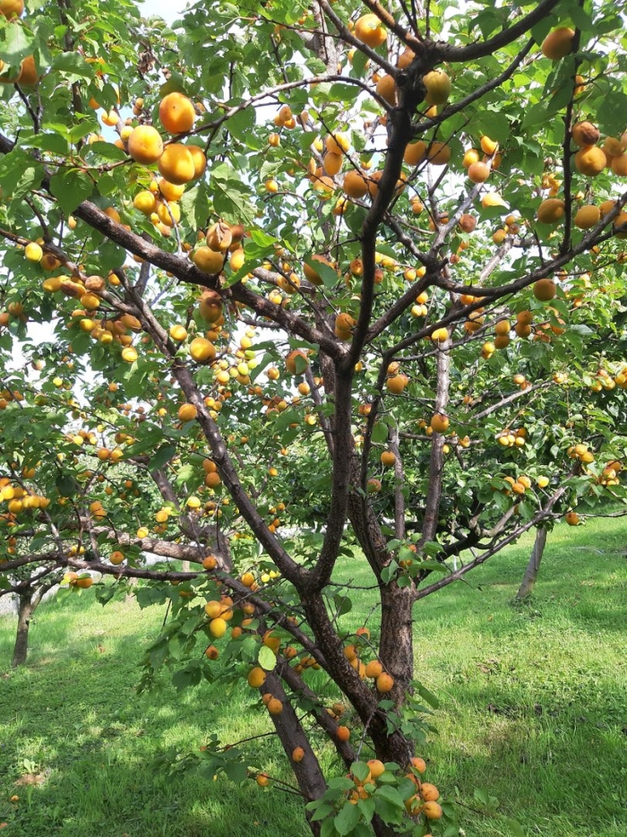 Абрикос обыкновенный prunus armeníaca дерево