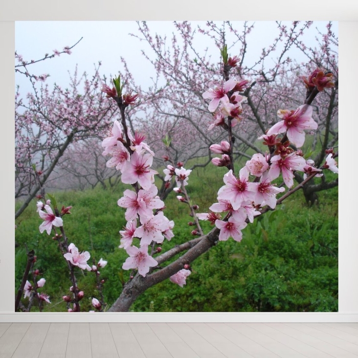 Персик дерево цветение