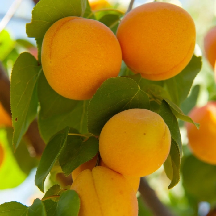 Абрикос июньский ранний