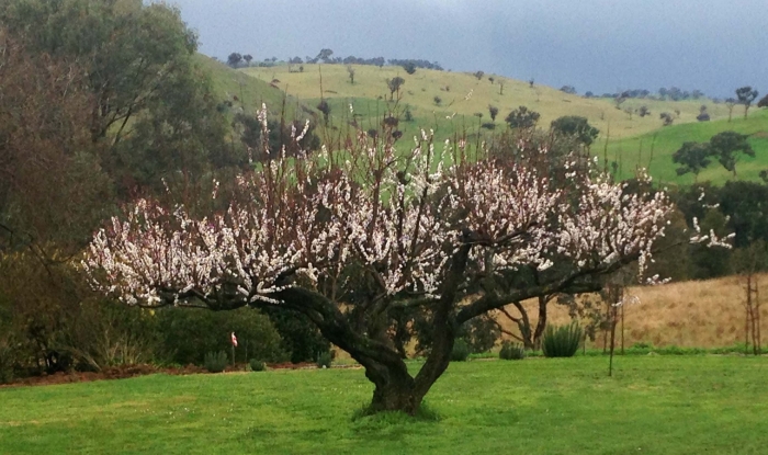 Абрикос чашевидная крона