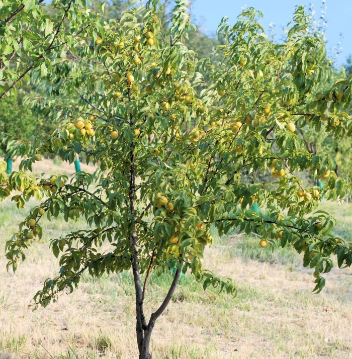 Дерево нектарин