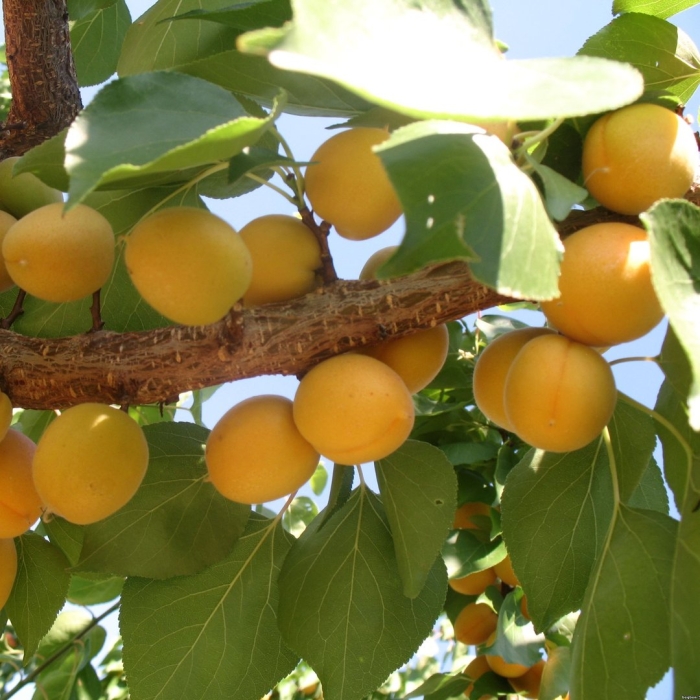 Абрикос ананасный цюрупинский