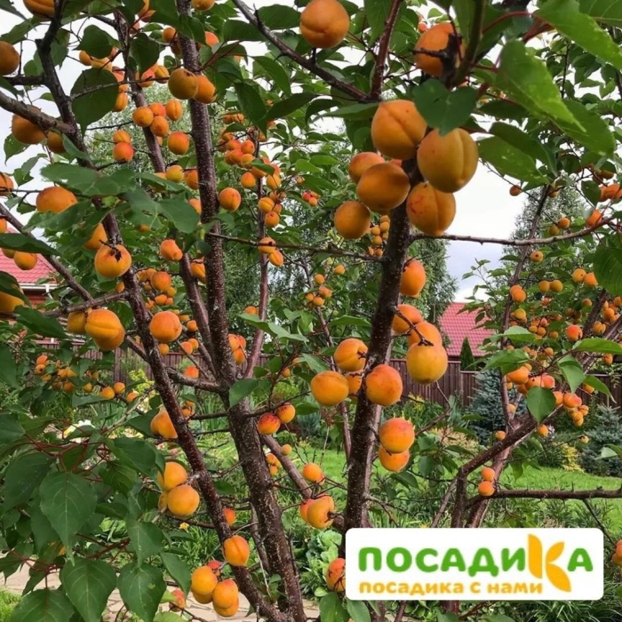 Сорт абрикоса манитоба