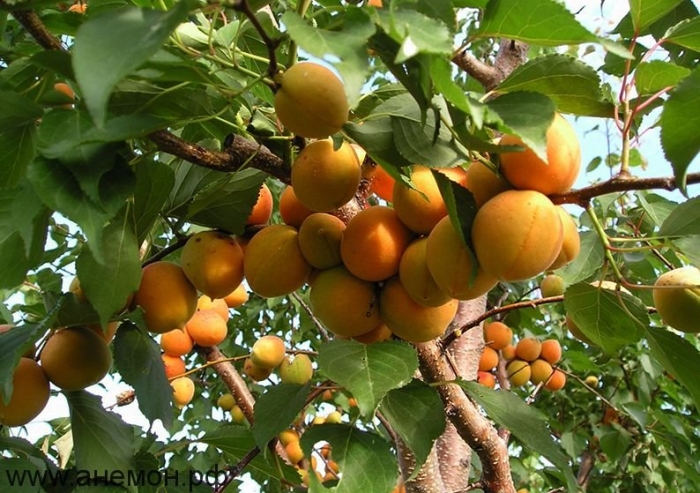 Абрикосовое дерево шалах