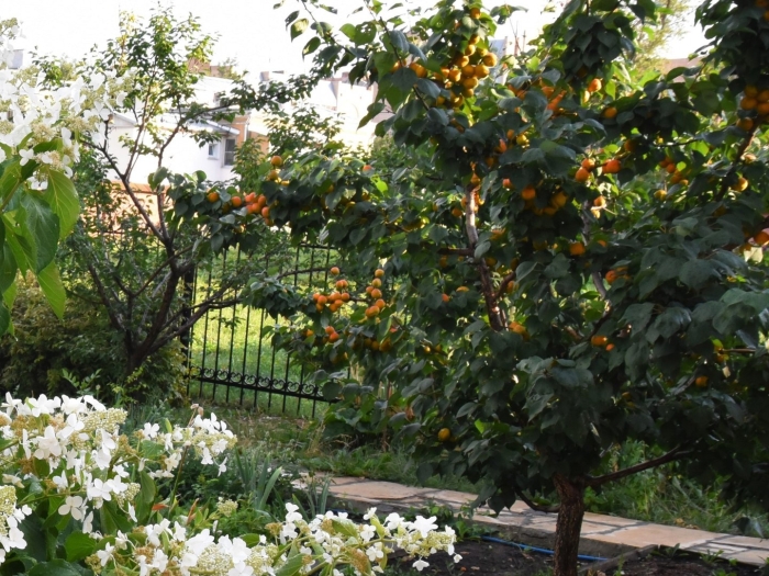 Абрикосовое дерево