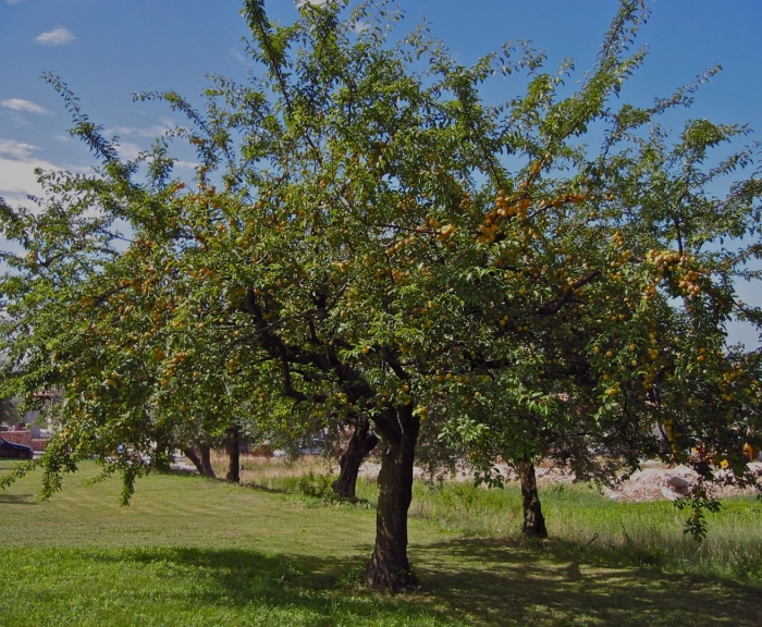 Абрикос маньчжурский armeniaca mandshurica