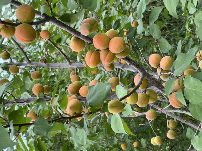 Абрикос титан