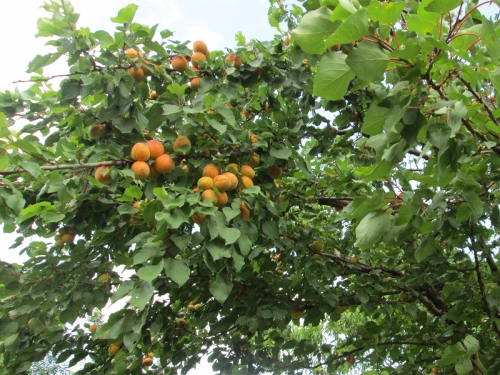 Абрикос хабаровский дерево
