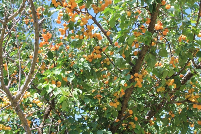Абрикос маньчжурский armeniaca mandshurica