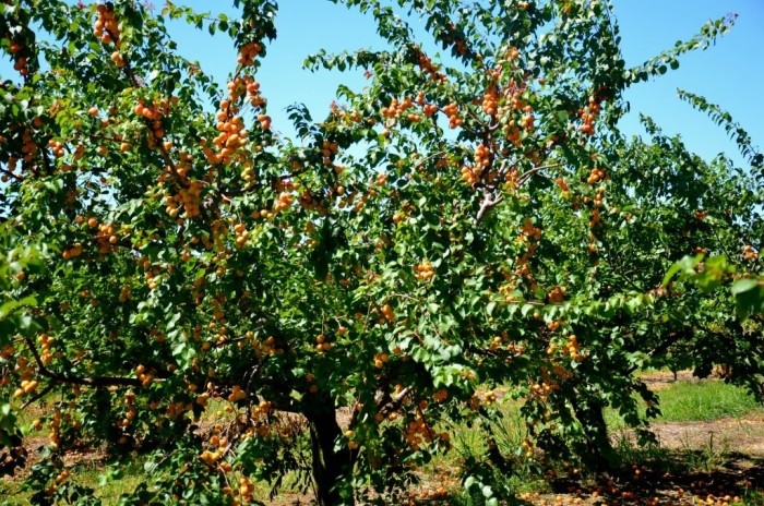 Абрикос саратовский рубин