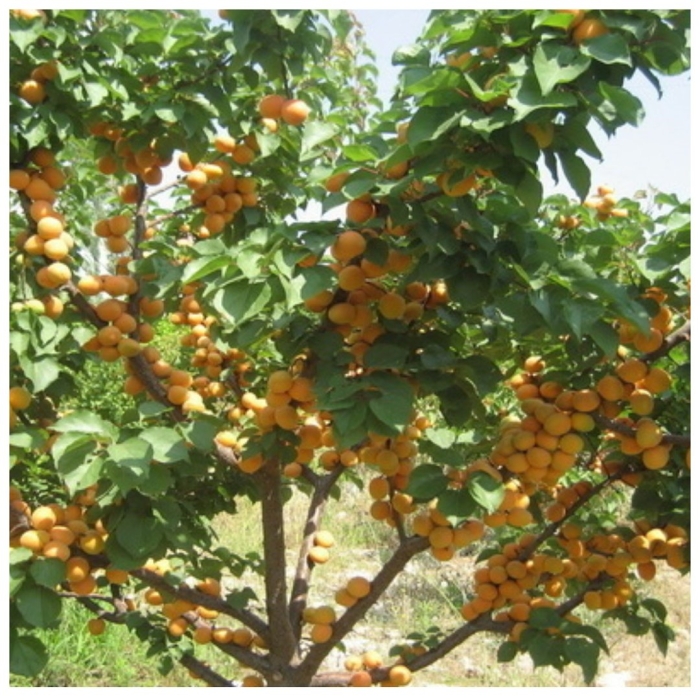 Колоновидная абрикоса дерево