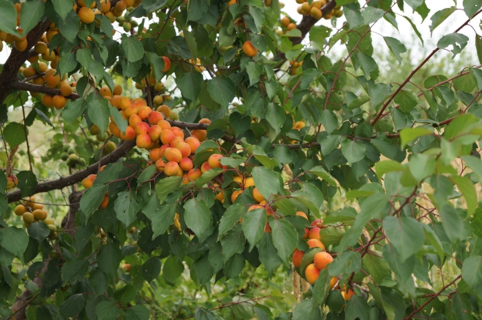 Триумф северный абрикос