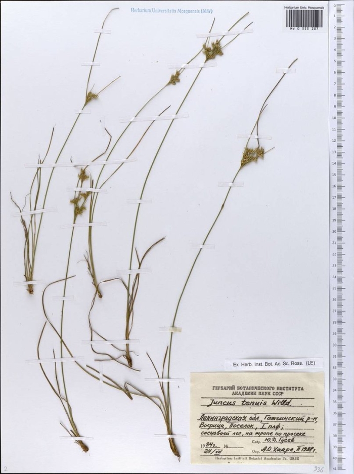 Ситник сплюснутый juncus compressus