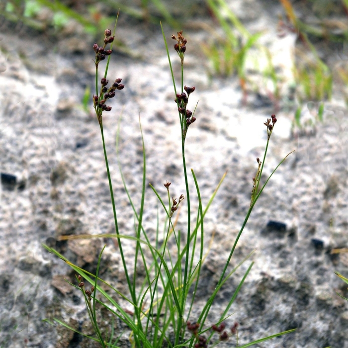 Juncus compressus