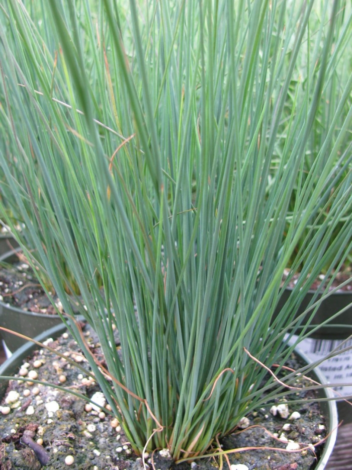 Юнкус блю дарт