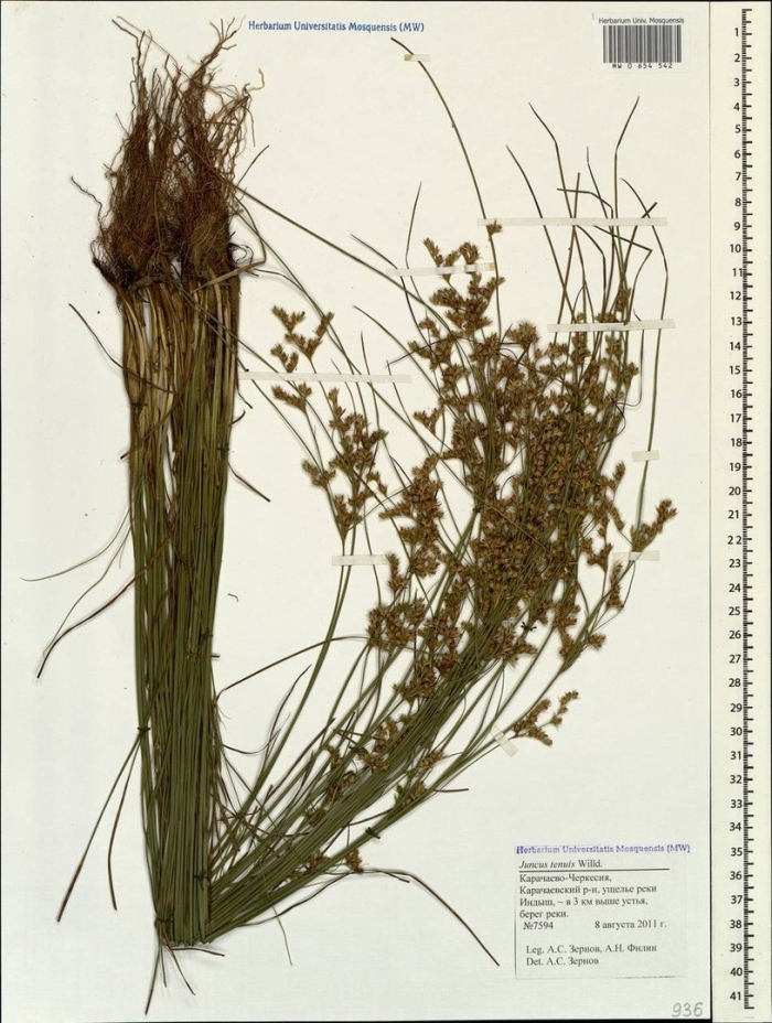 Juncus tenuis