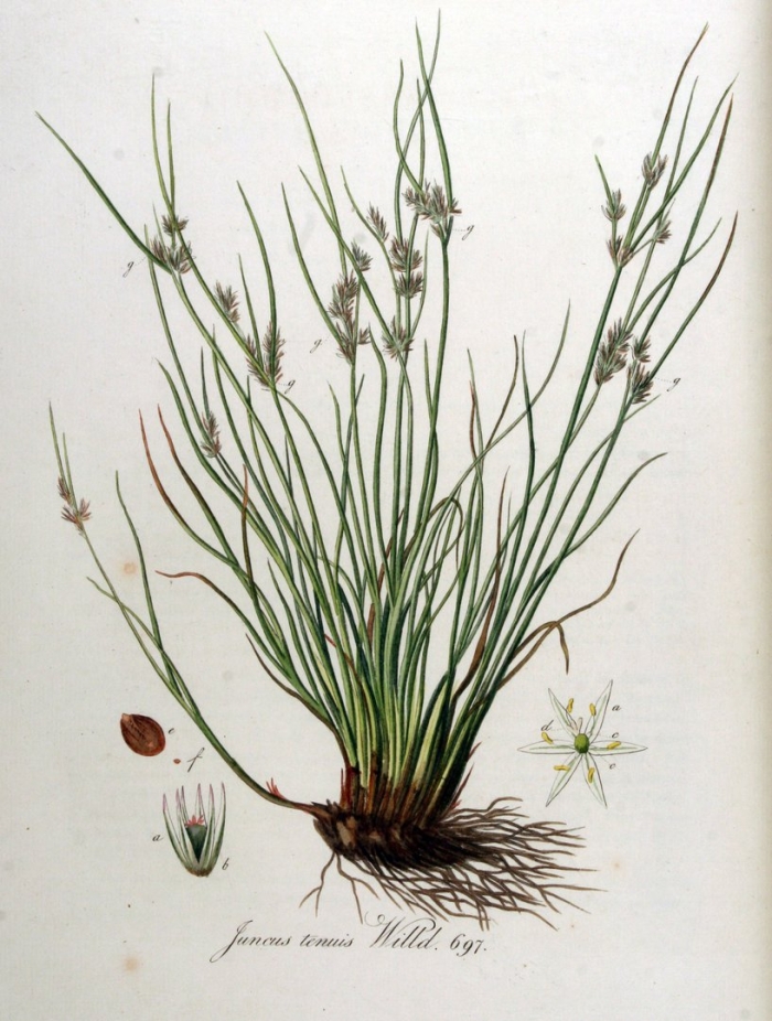 Juncus squarrosus