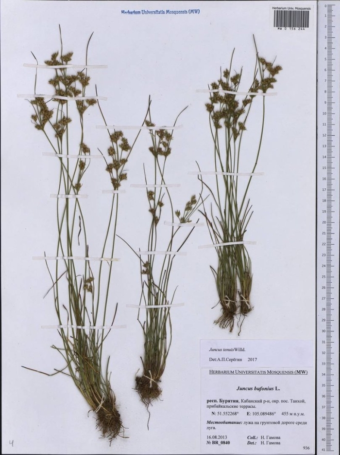 Ожика многоцветковая