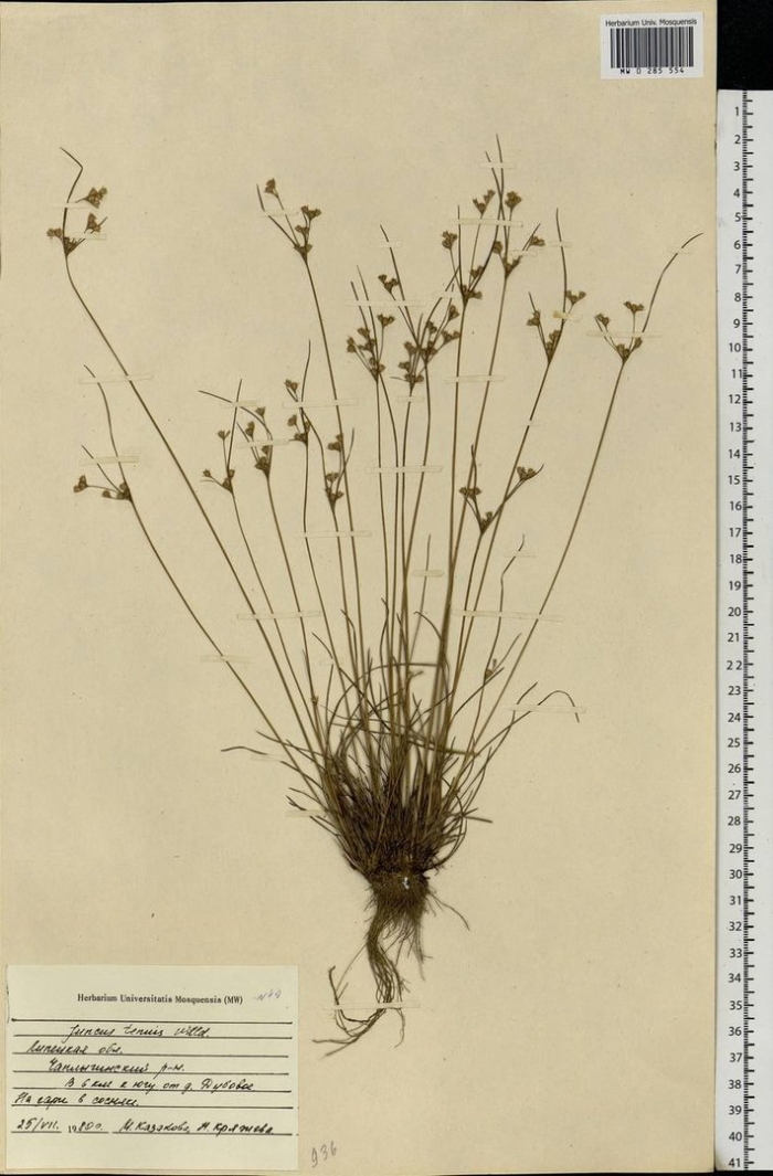 Ситник расходящийся