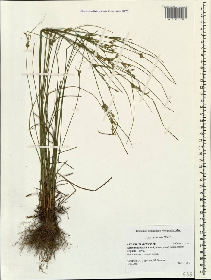 Ситник тонкий рисунок